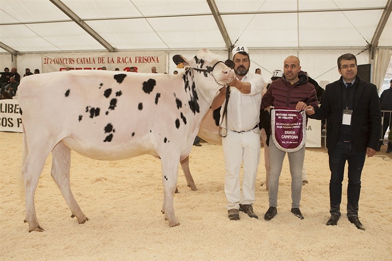 Novilla Campeona, Comas Novas Adrialba Gol ET